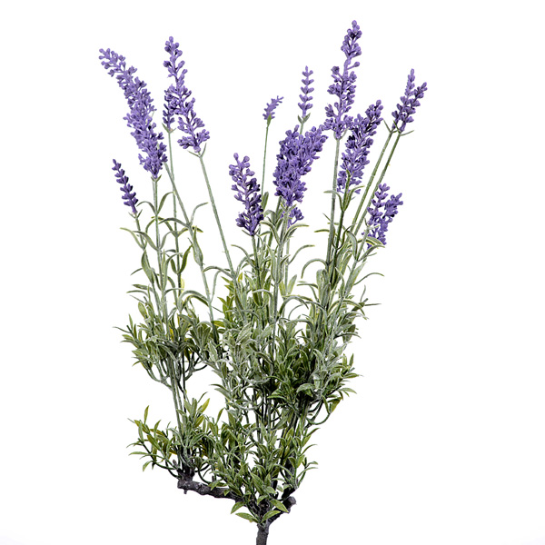 Lavender bush x20