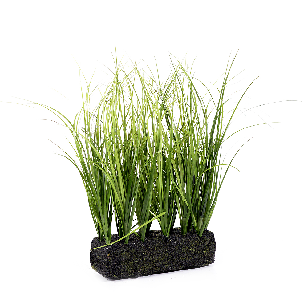 Grass on soil