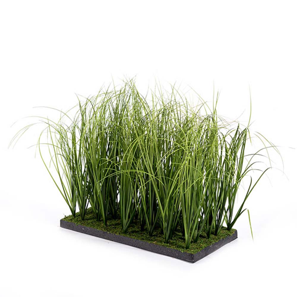 Grass on soil