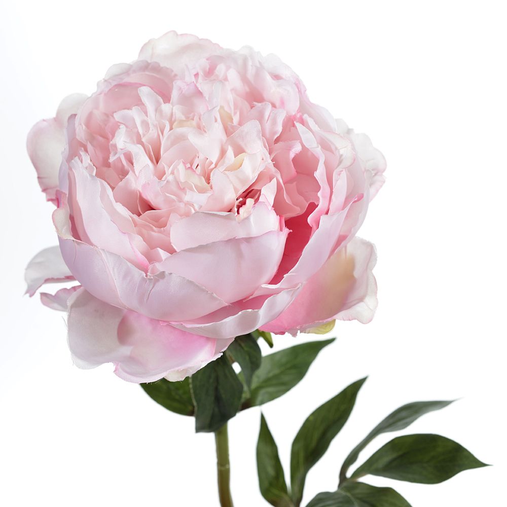 Peonie
