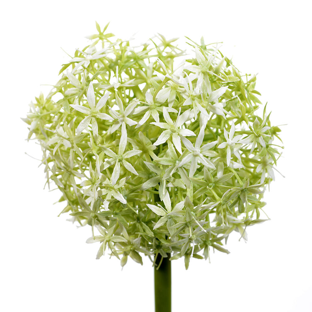 Allium x1