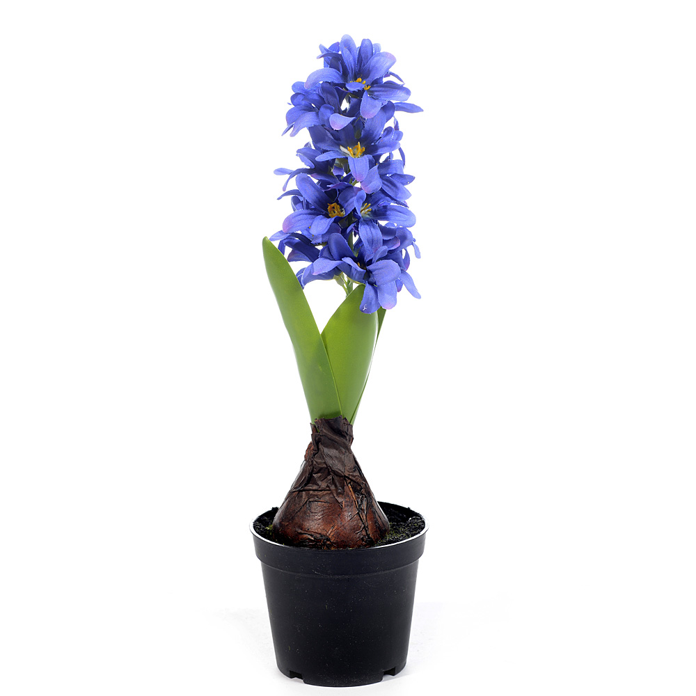 Hyacinth