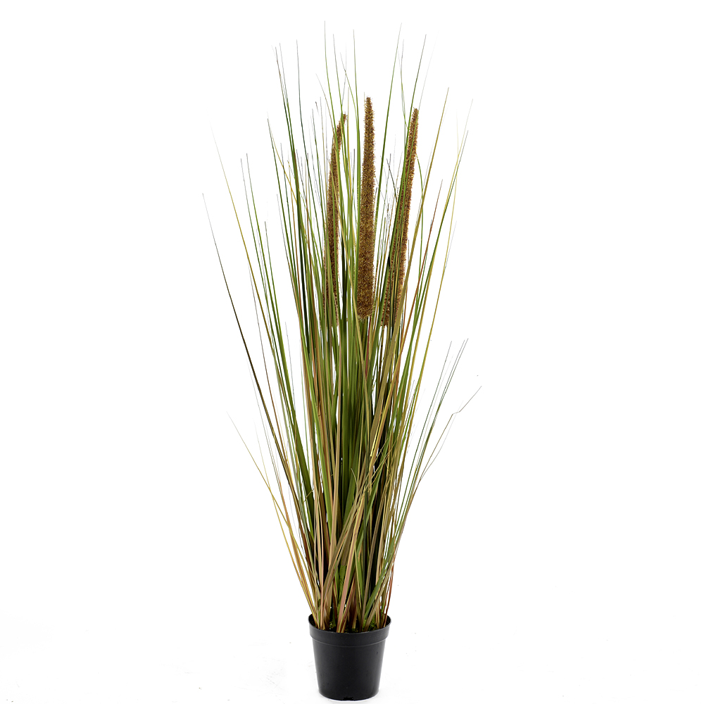 Grass in pot