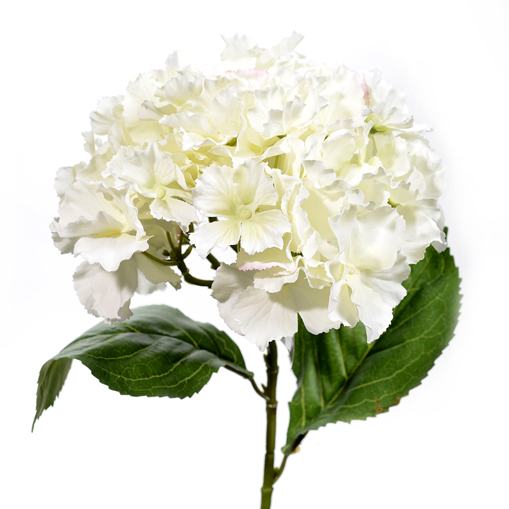 Hydrangea