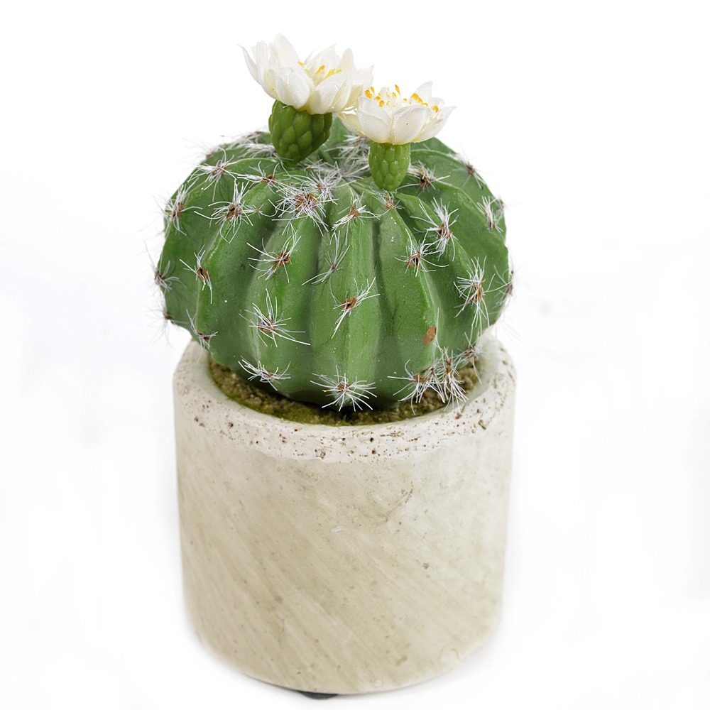 Cactus w.flower