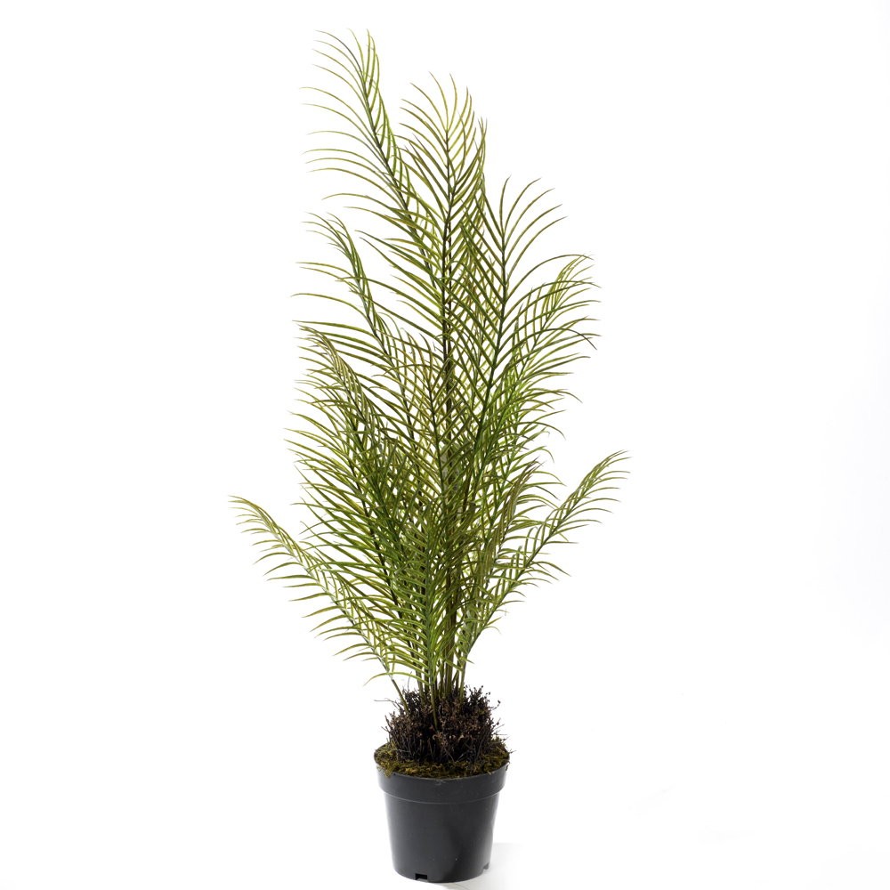 Palm in pot