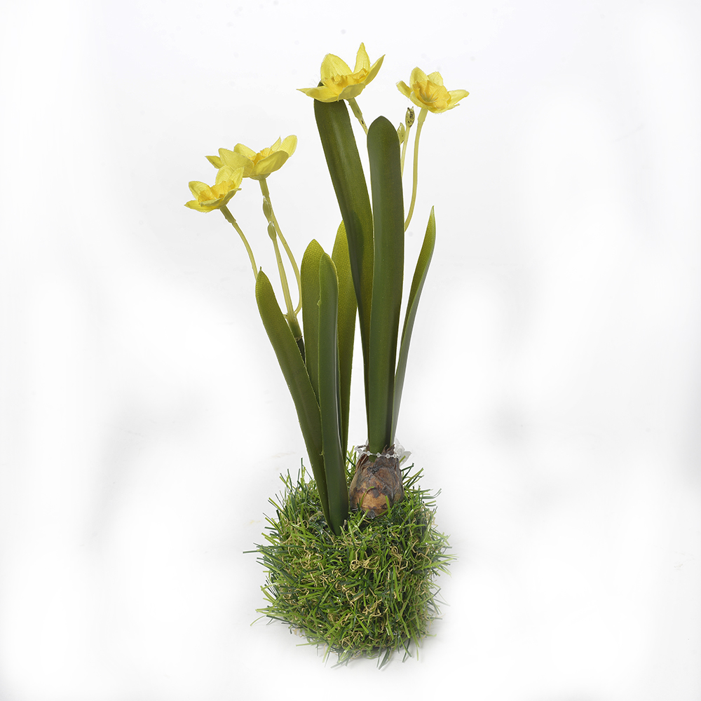 Daffodil in grass