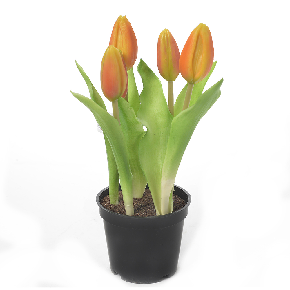 Tulip x5