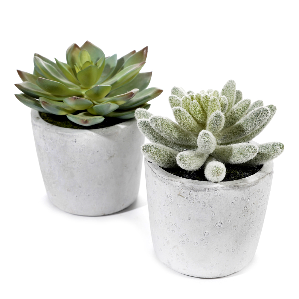 Cactus in pot