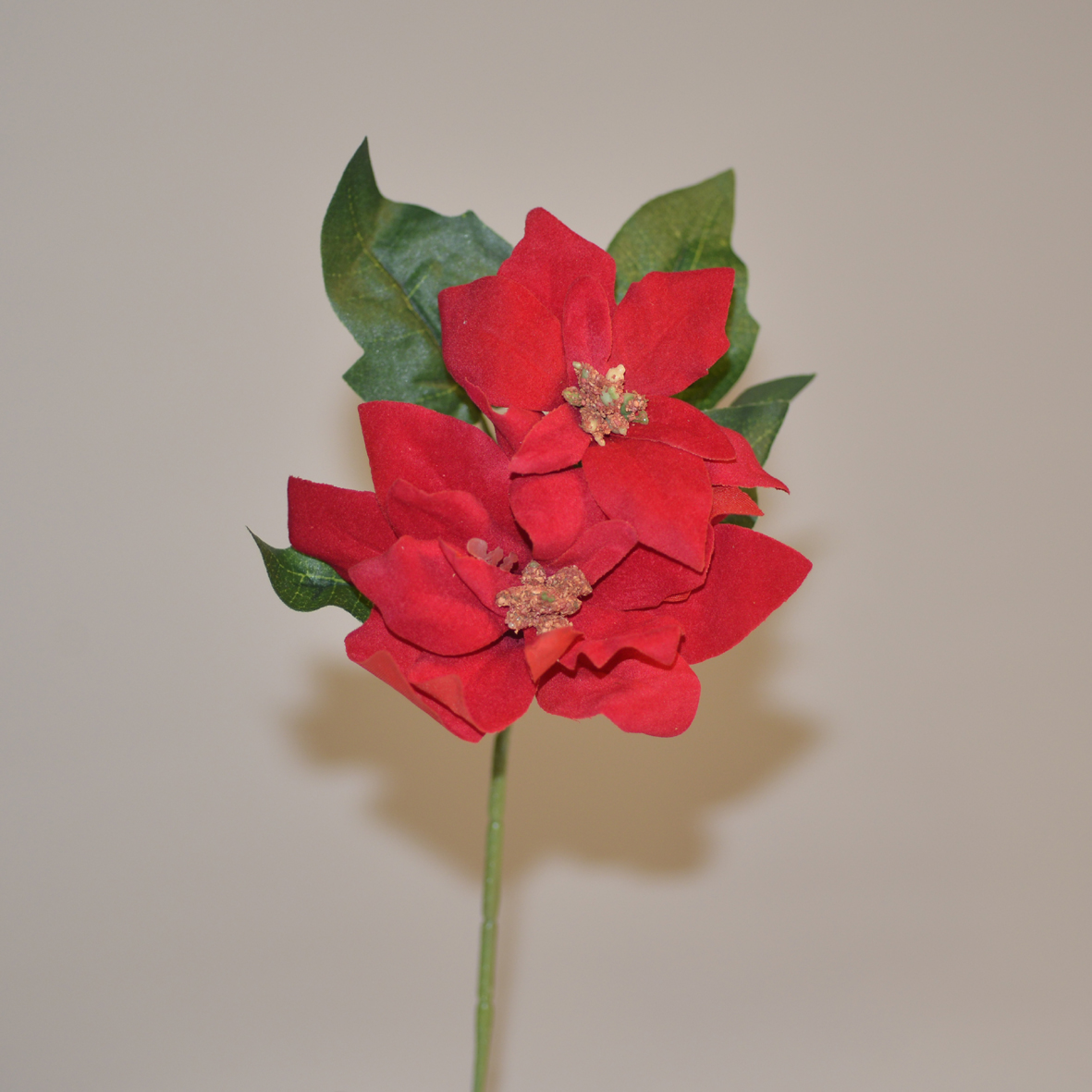 Poinsettia branch