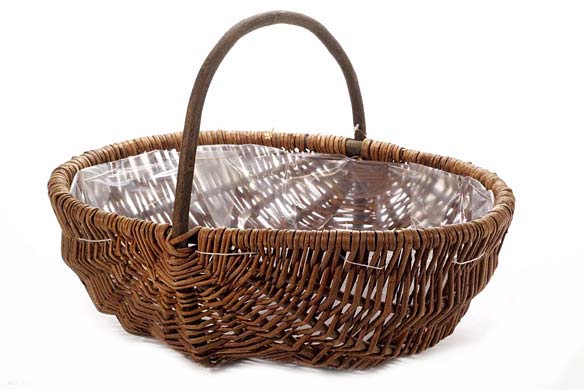 Basket willow