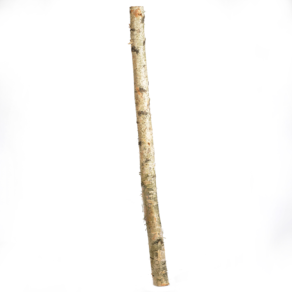 Birch trunk