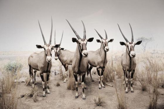 Picture antelope