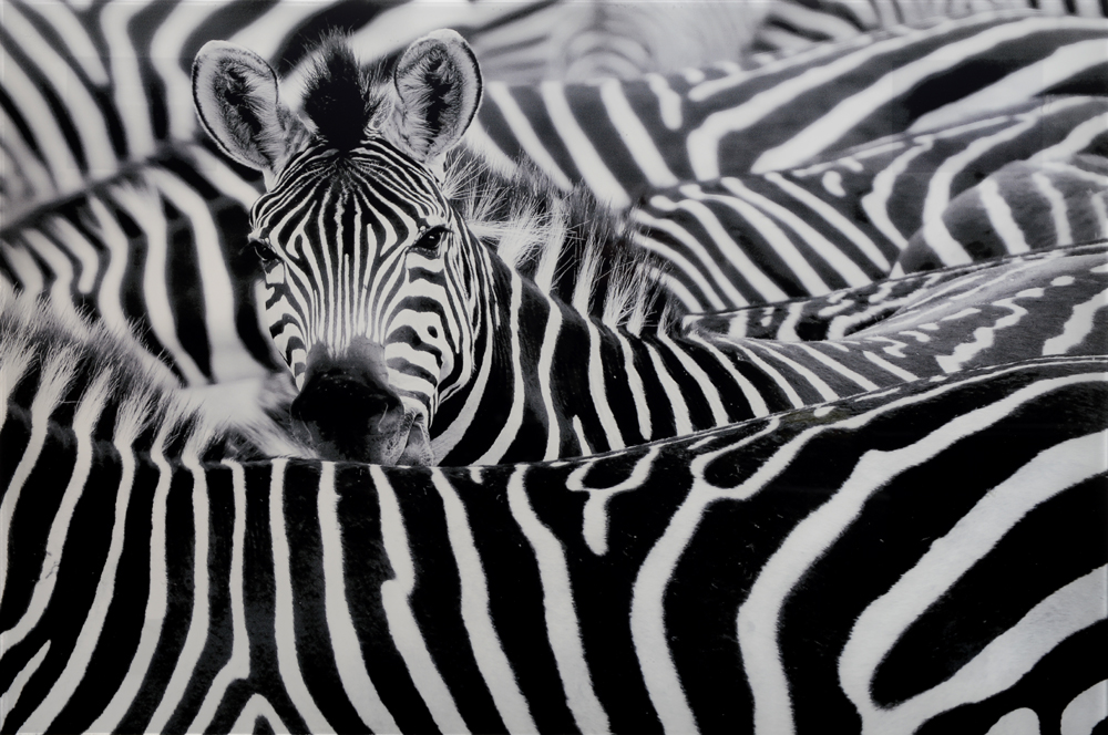 Picture zebras