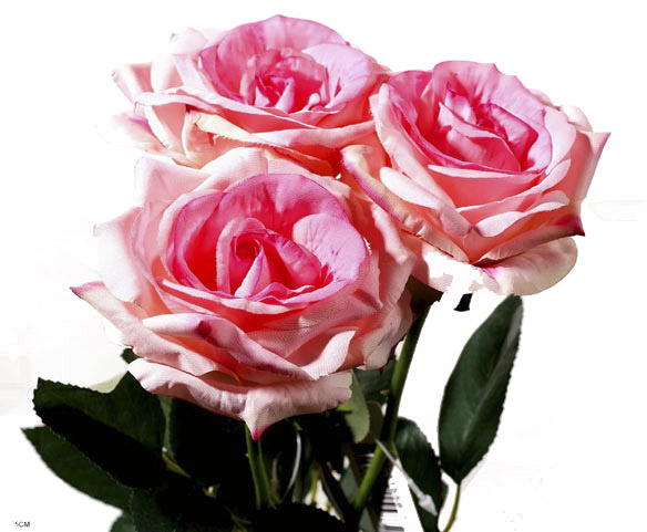 Annebel rose