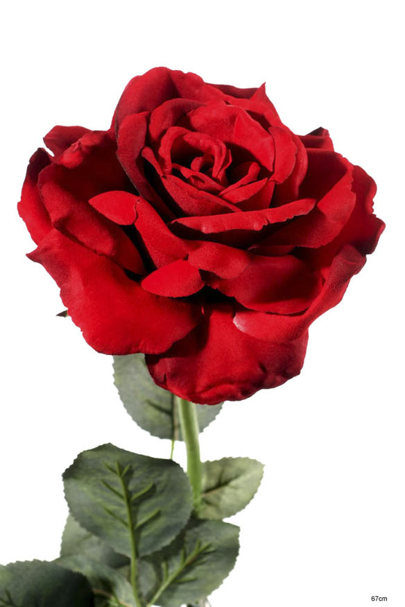Queen anne rose