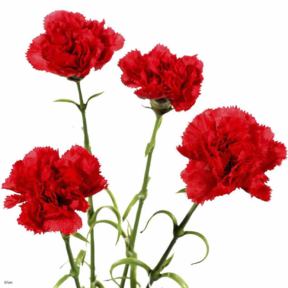 Carnation spray