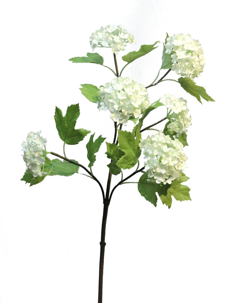 Viburnum roseum x6