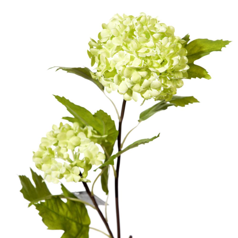 Viburnum roseum x2