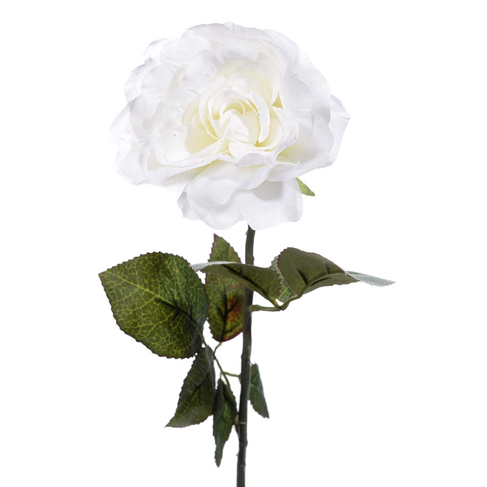 Rose delstorm