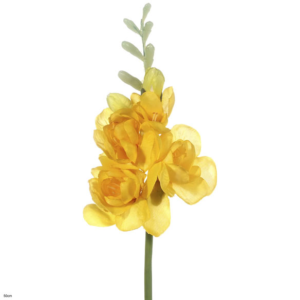 Freesia anastasia