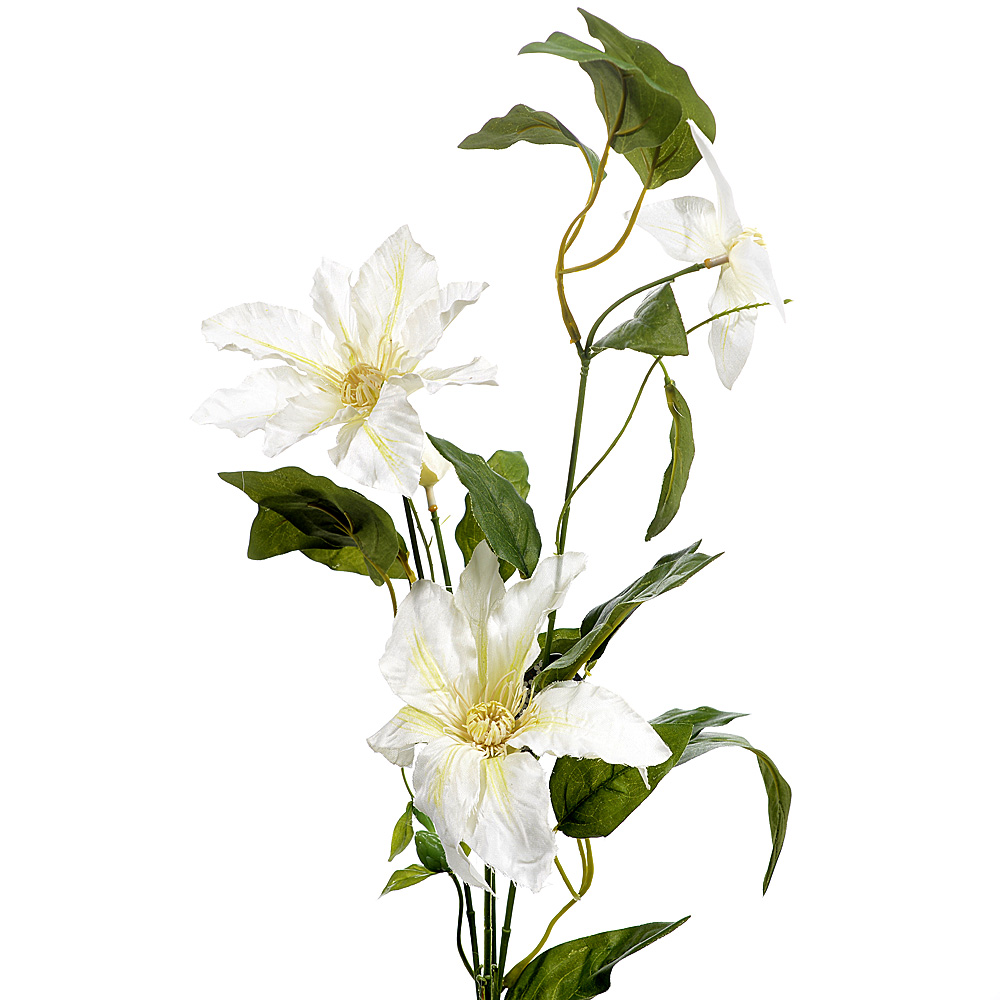 Clematis moser