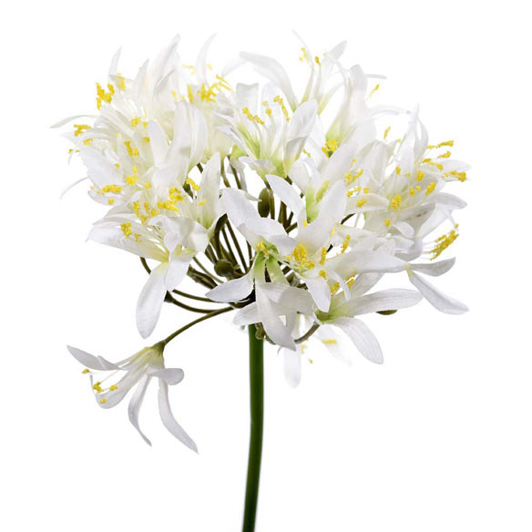 Agapanthus senna
