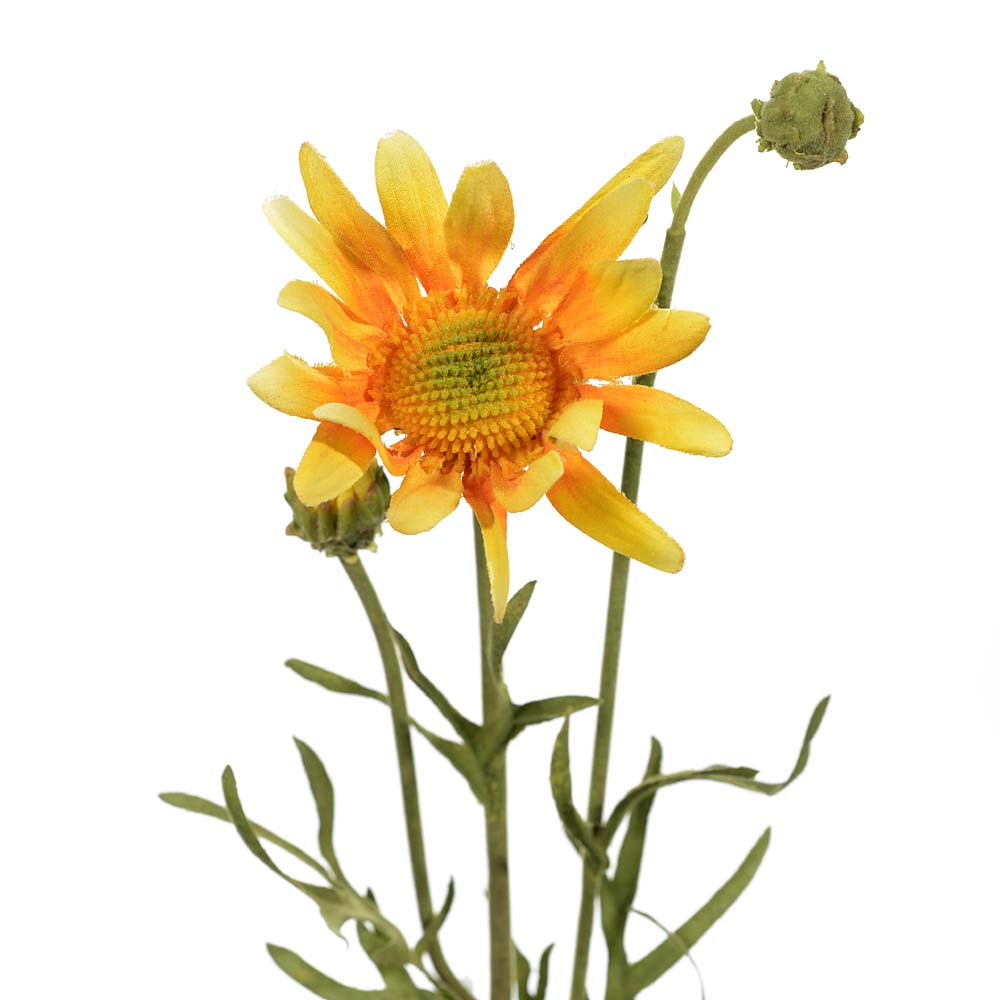 Daisy spray