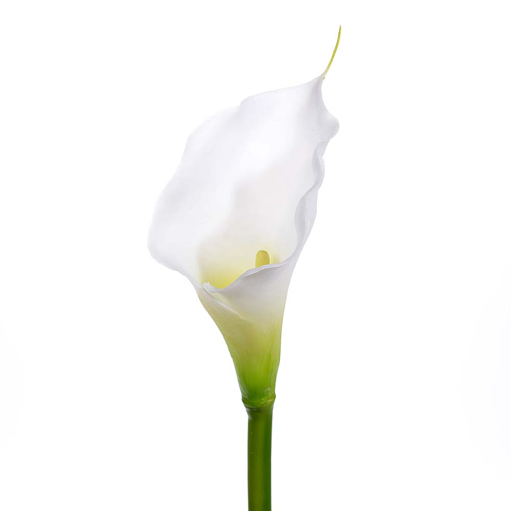 Zantedeschia akela
