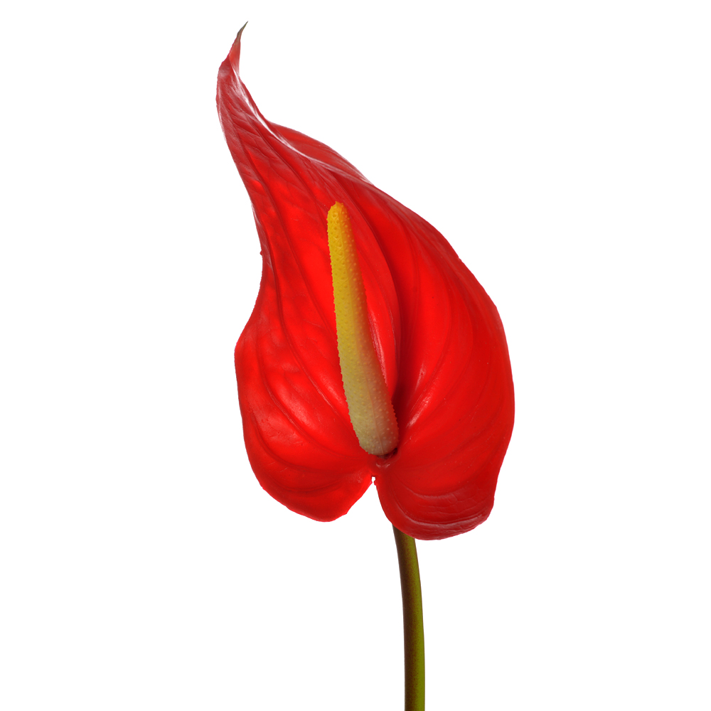 Anthurium