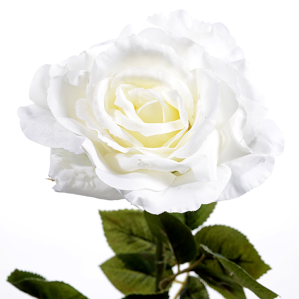 Rose flixton