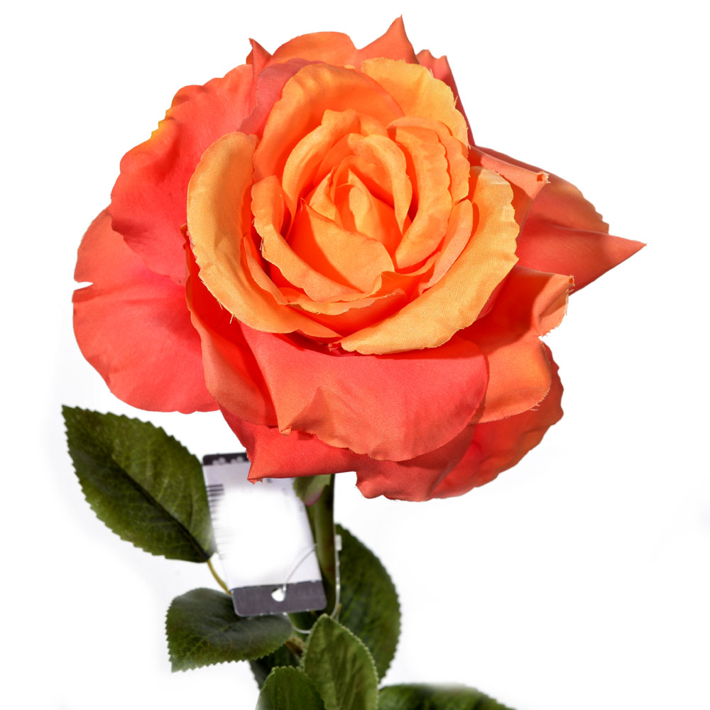 Rose flixton