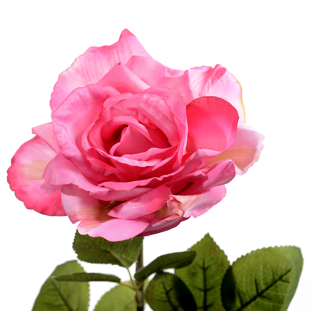 Rose flixton