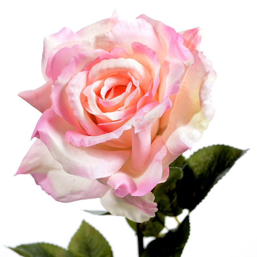 Rose flixton