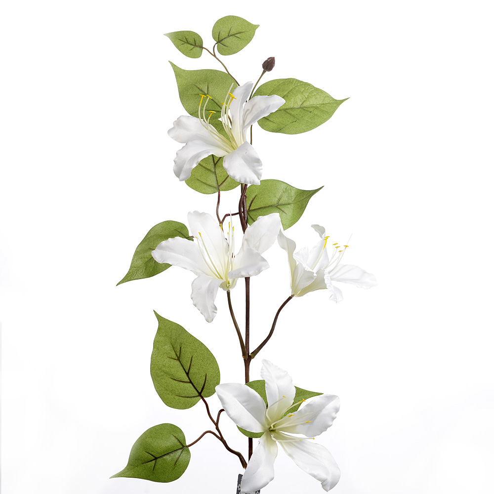 Lily spray rodley
