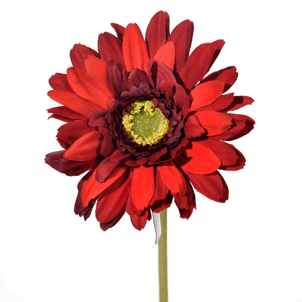 Gerbera nice