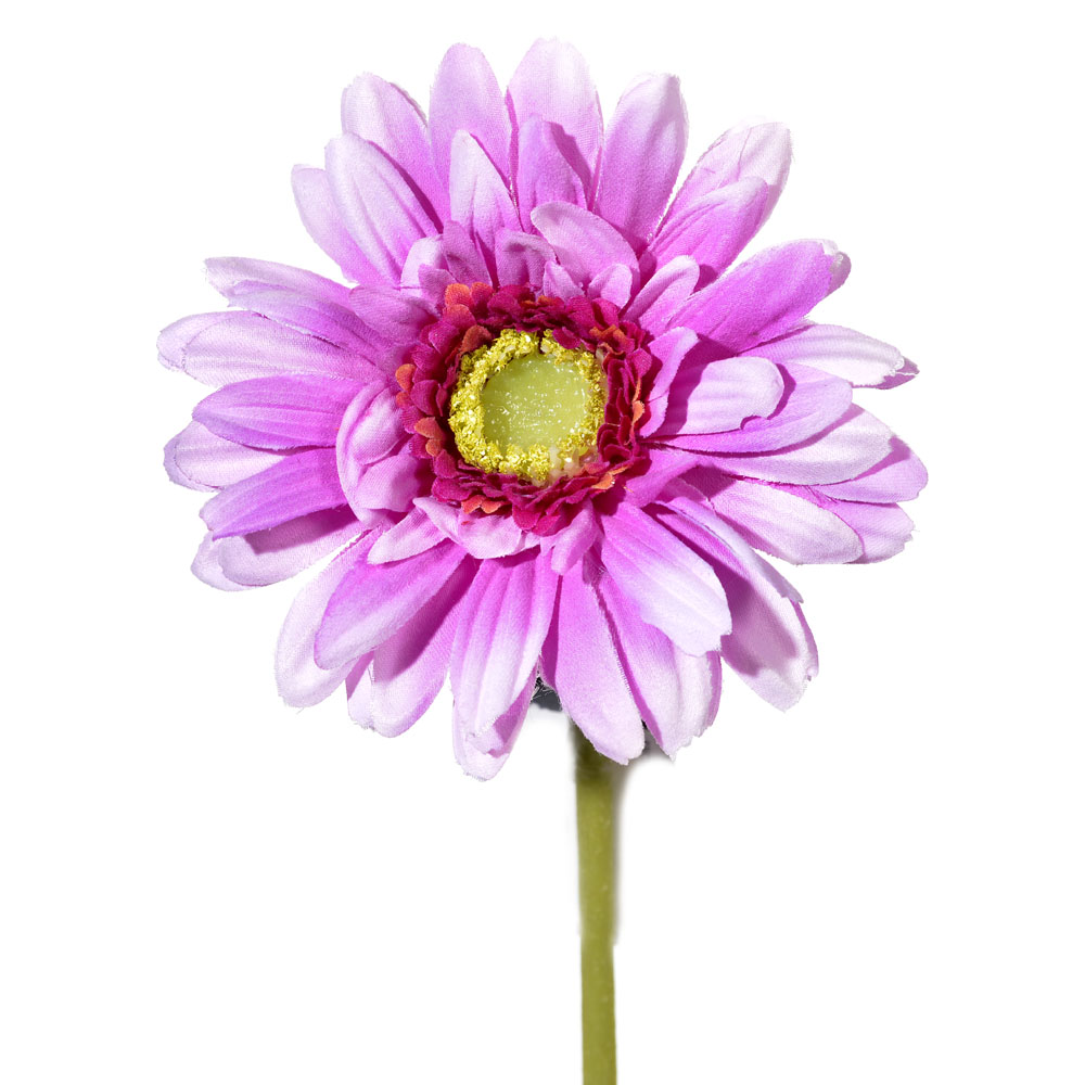 Gerbera nice
