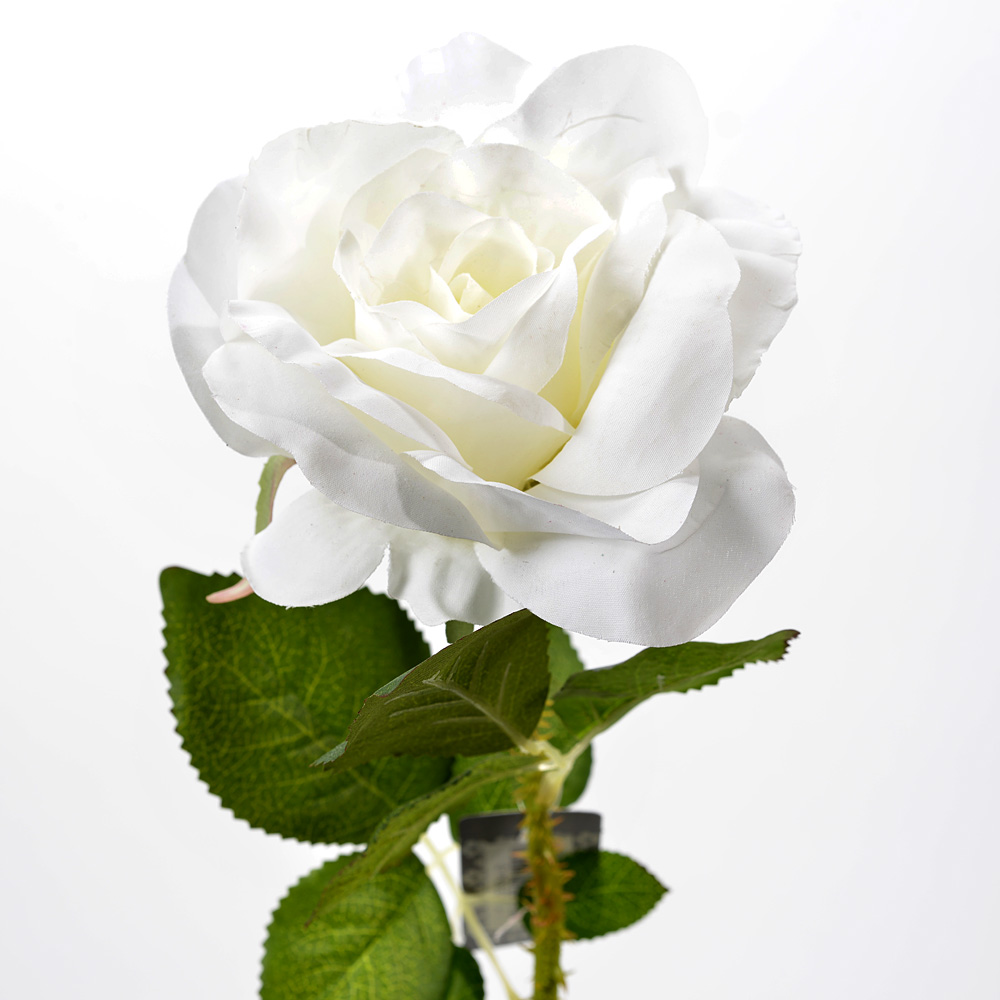 Rose thorne