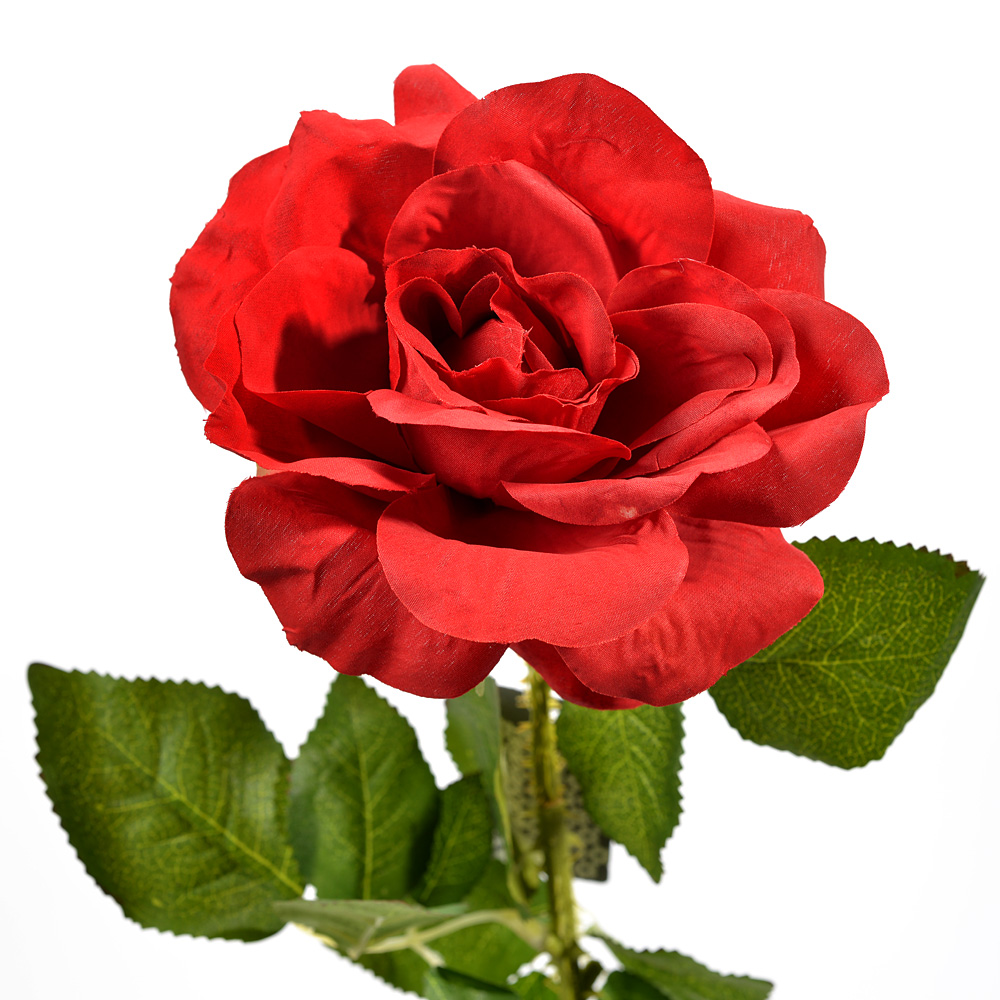 Rose thorne