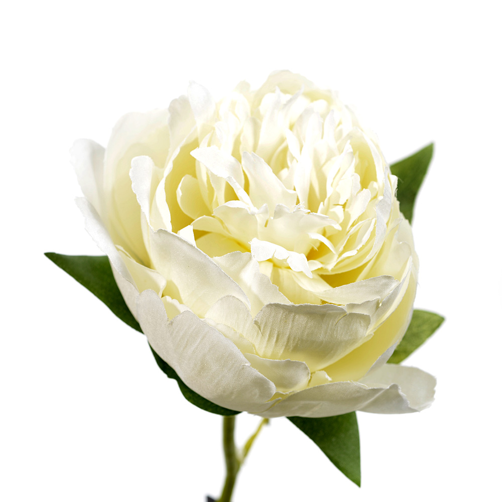 Peony choir