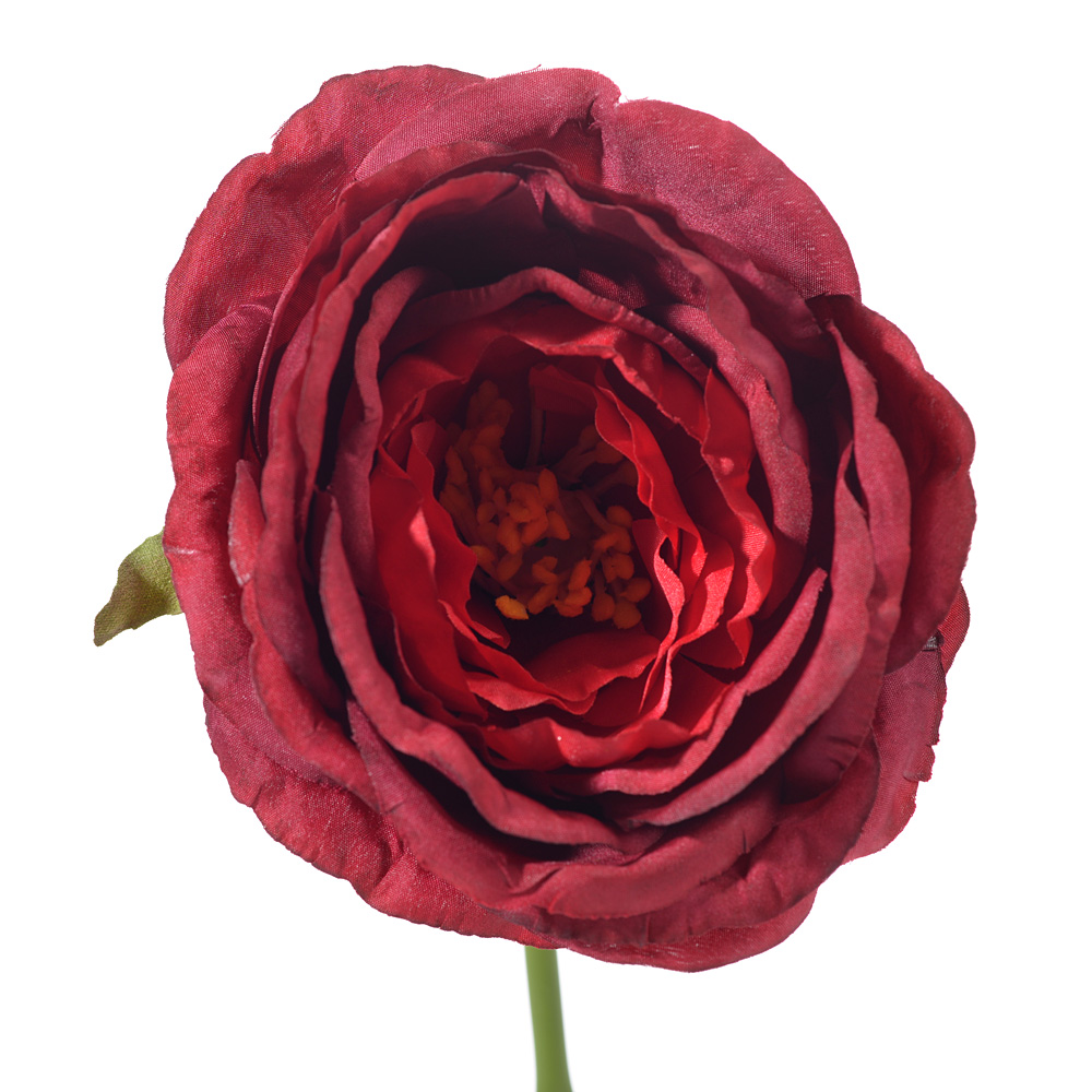 Rose rodin