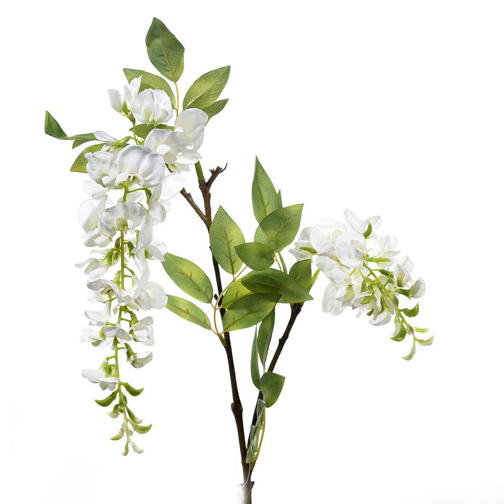 Wisteria caroline