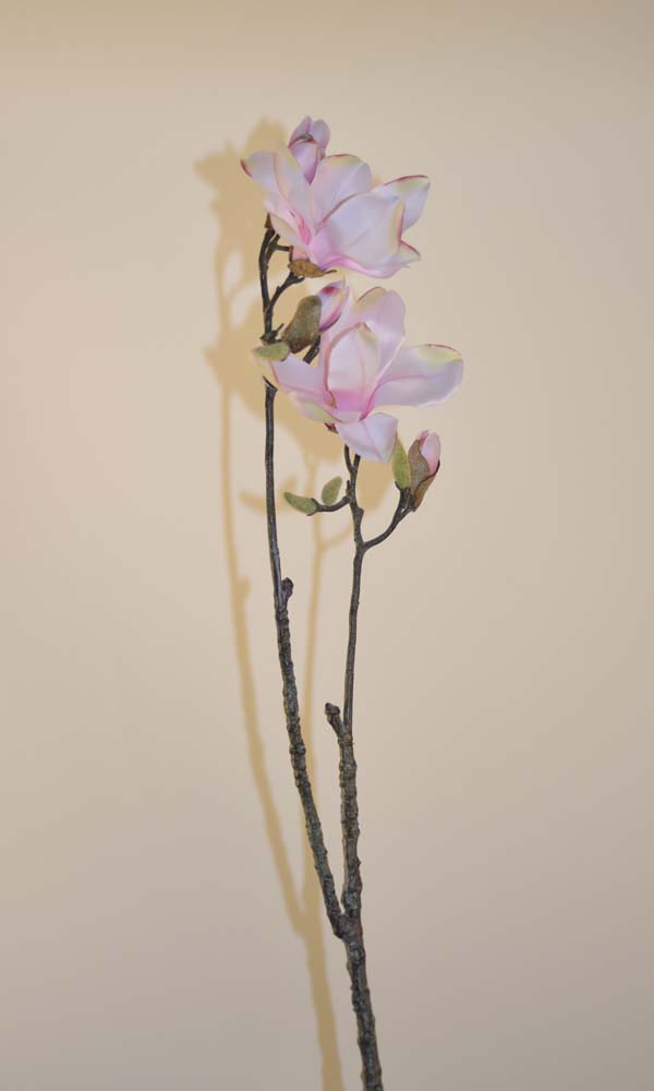 Magnolia devin spray