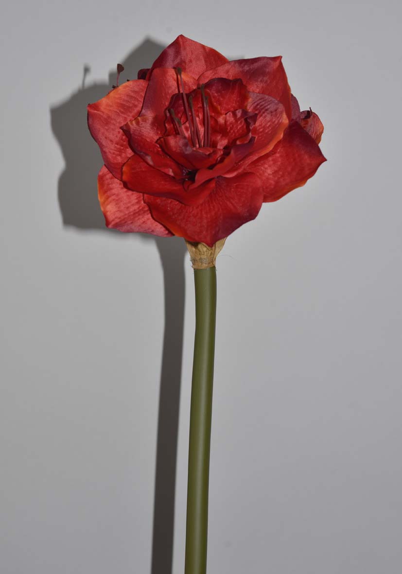 Amaryllis clermont