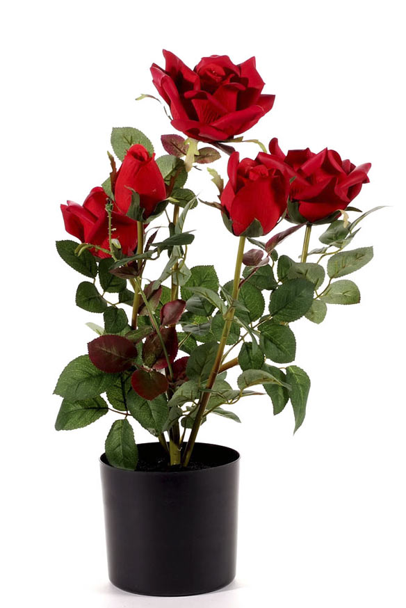 Rose plant in pot
