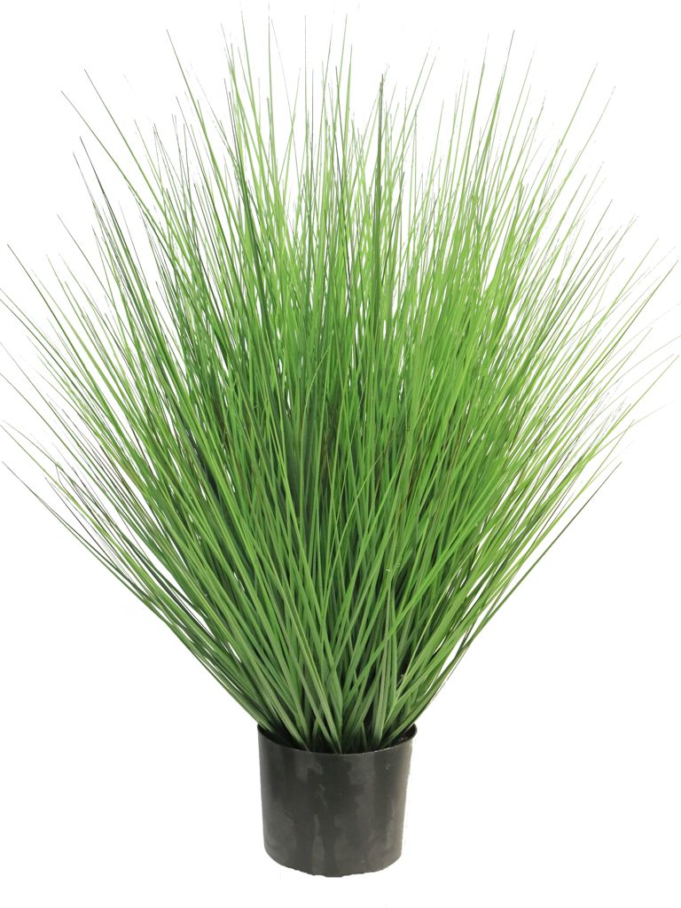 Grass in pot
