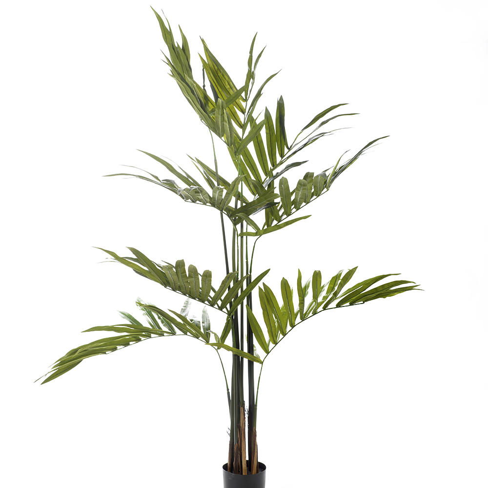 Kentia palm w. pot