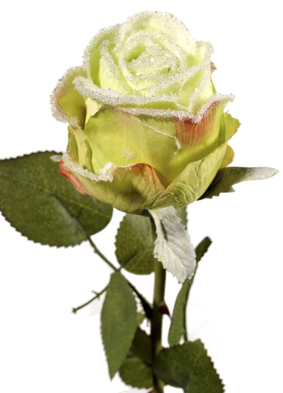 Salzburg rose