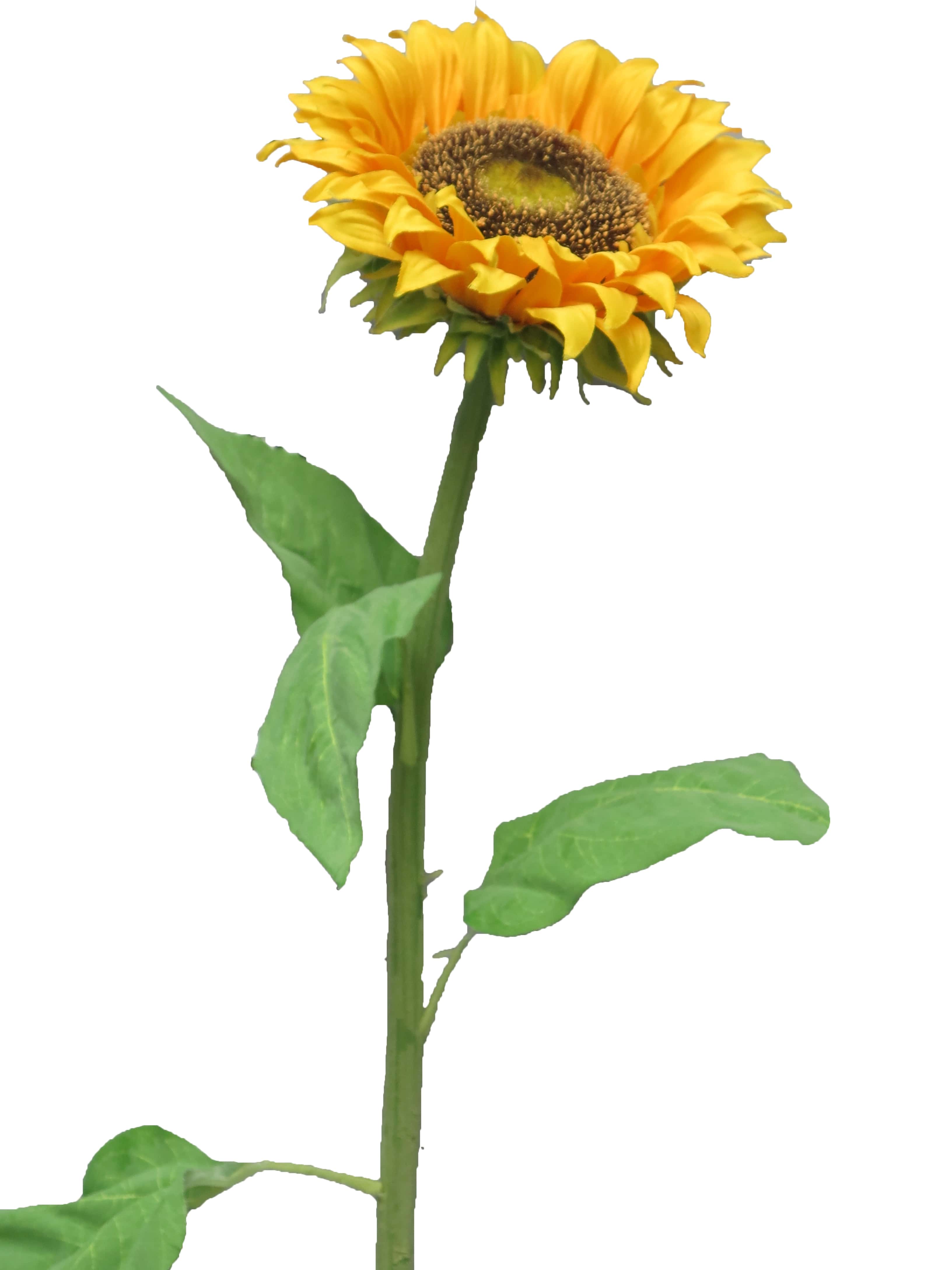 Sunflower tuscany