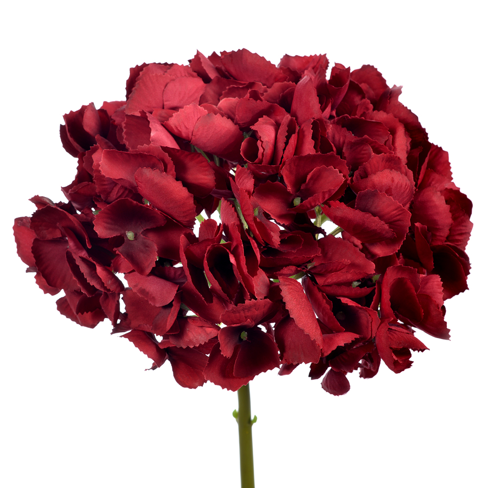 Hydrangea jadey